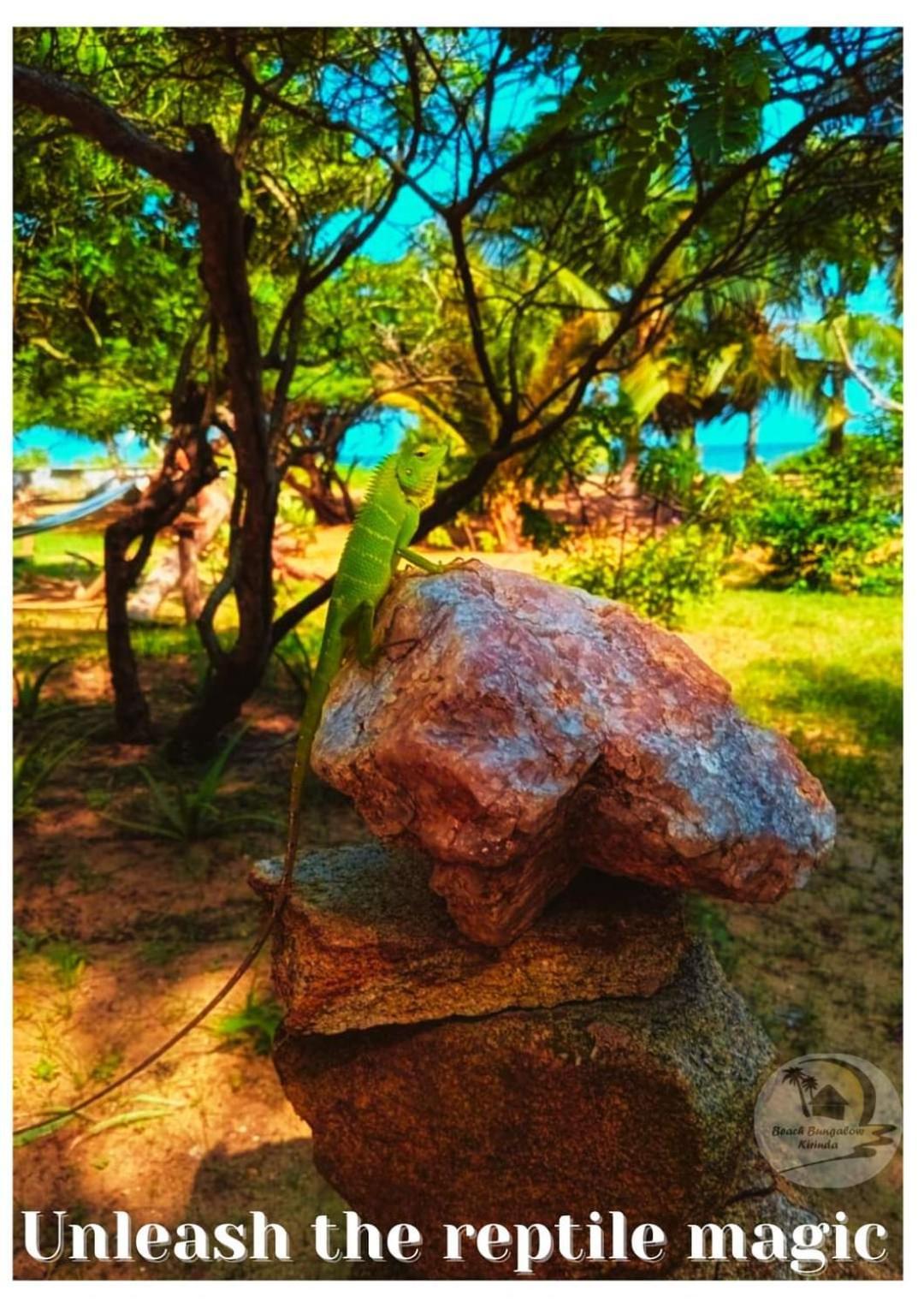 Beach Bungalow Yala キリンダ エクステリア 写真